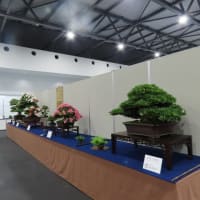 ＥＸＰＯ２０２５日本盆栽・水石展その１