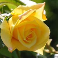 花房