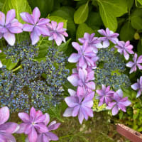紫陽花