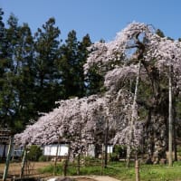 福島の桜巡り