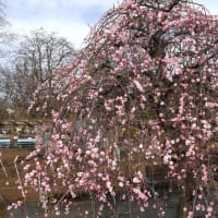 【梅は咲いたか桜はまだか】都立薬用植物園