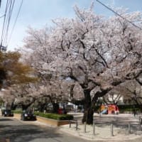 見事な桜公園