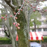 3月19日　大中公園　サクラ つぼみ少し膨らむ　モミジバフウ冬芽・ カツラ  雄花つぼみ