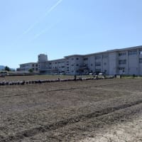 磯部小学校創立１５０周年記念事業「ひまわり畑」種まき