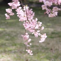 さくら