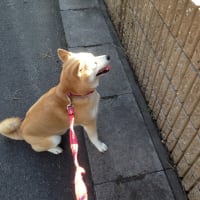 (^_^)／おはよー