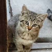 野良猫てっちゃん