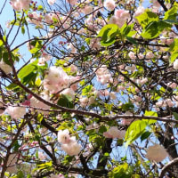 🐵　有田の八重桜&石楠花