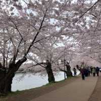 弘前桜まつり2025② 桜ミクコラボ