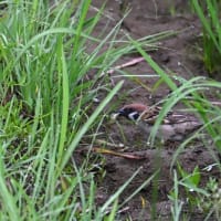 スズメが食べていたものは？