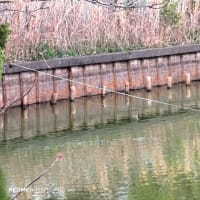 桜🌸だけじゃない　椿咲き　カワセミ佇む緑地