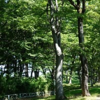 涼月の欅林情景