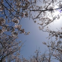 桜の頃