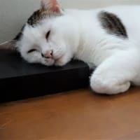 マロの寝顔が可愛い～♡