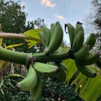 バナナ🍌の木　🛻移動　移植①