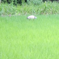 神奈川県花　ヤマユリが咲いていた