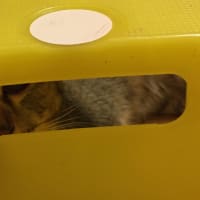 最近のココアの動き