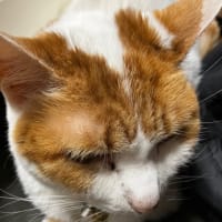 ついにキター‼️