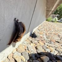 モアベターよ。