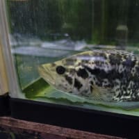 マナグエンセ約17cm