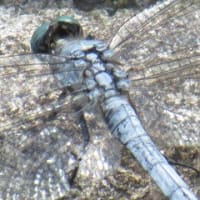 名古屋季節だより160　「酔芙蓉とシオカラトンボ」