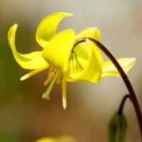 春の庭の花達３）