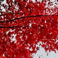 　石神井川沿いの紅葉散歩