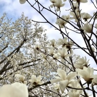 春爛漫