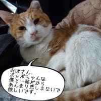 ポッポ、虹の橋を渡りました。（閲覧注意！猫の遺体画像あり）