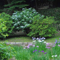 明治神宮御苑　　花菖蒲田に150種、1500株の花菖蒲　　　4