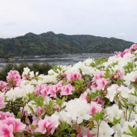 九島のつつじ　再訪