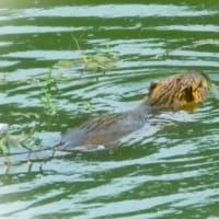 カイツブリ再び産卵