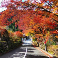 紅葉と冬桜（城峯公園）