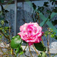 暑さに耐えてる美しい薔薇。