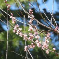 長野にも花の咲く春が来た！