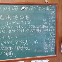 20241025ダイビングログ