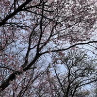 桜🌸と鯉のぼり🎏✌️