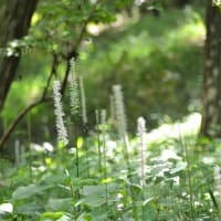 森林公園を歩く