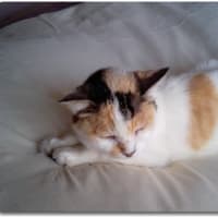 出会った三毛猫