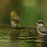 楽しい水浴び