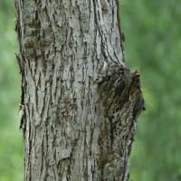 キバシリを探せ