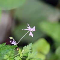 動物の名前の植物　漢字