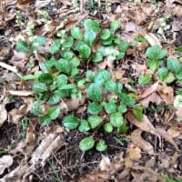 クヌギ林の下草刈り