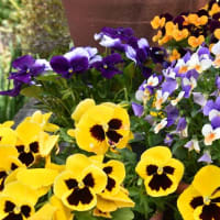 モッコウバラ、オダマキなど（自宅の花）