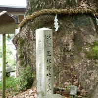 アオバズク