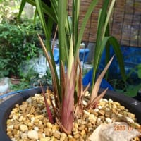 日光の新芽