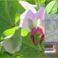 エンドウ花と猫