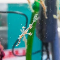 みとしーラボの生き物 2024冬～2025春　前編