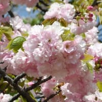 荒川の五色桜 を訪う
