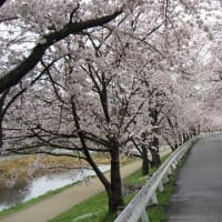 京都の桜の名所　その９（　京都の北　）　賀茂川＆上賀茂神社へ続く桜並木